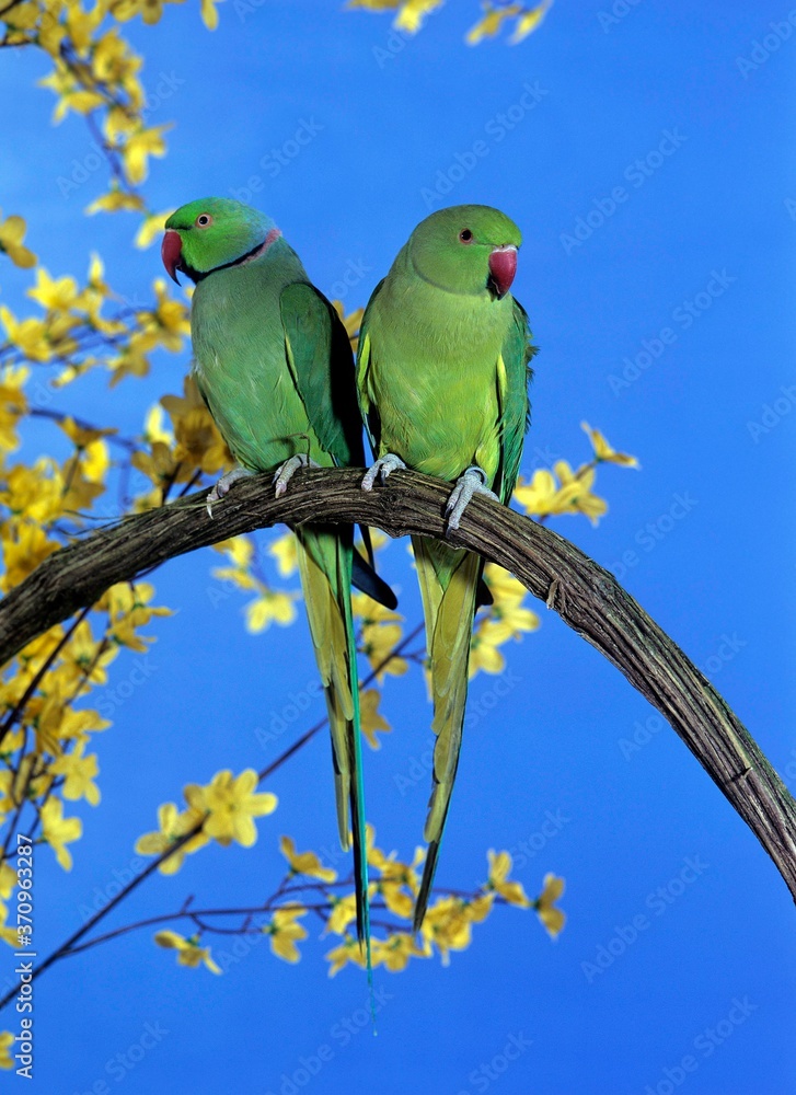 Fototapeta premium Rose-Ringed Parakeet, psittacula krameri, Pair standing on Branch, against Blue Sky