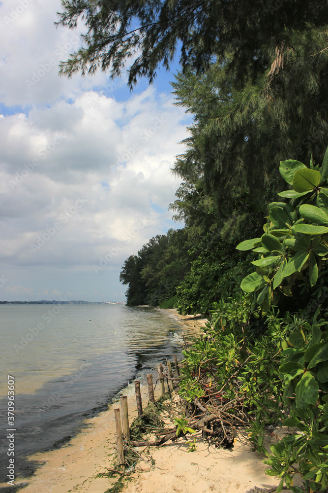 Small beach on the massive trees next to a National park in Singapore