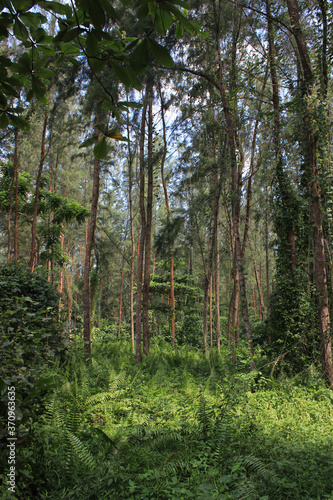 Green and impressive forest with ferns and high trees with leaves on the top © Delphine