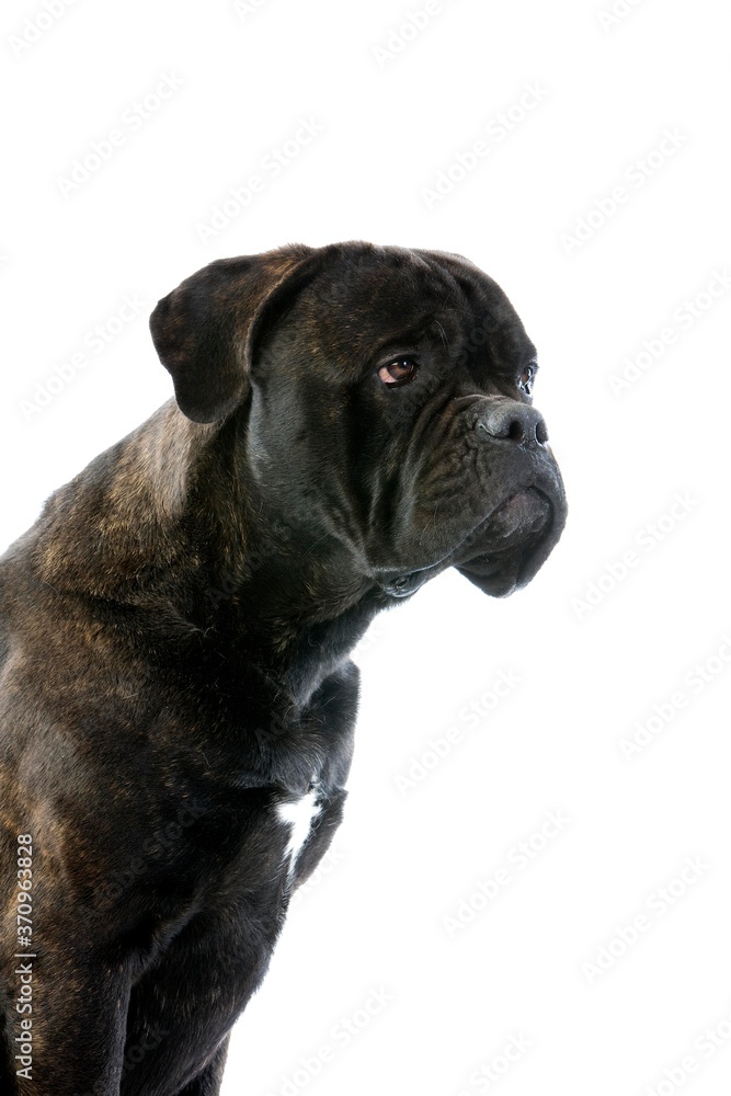 Cane Corso, a Dog Breed from Italy, Adult sitting against White Background