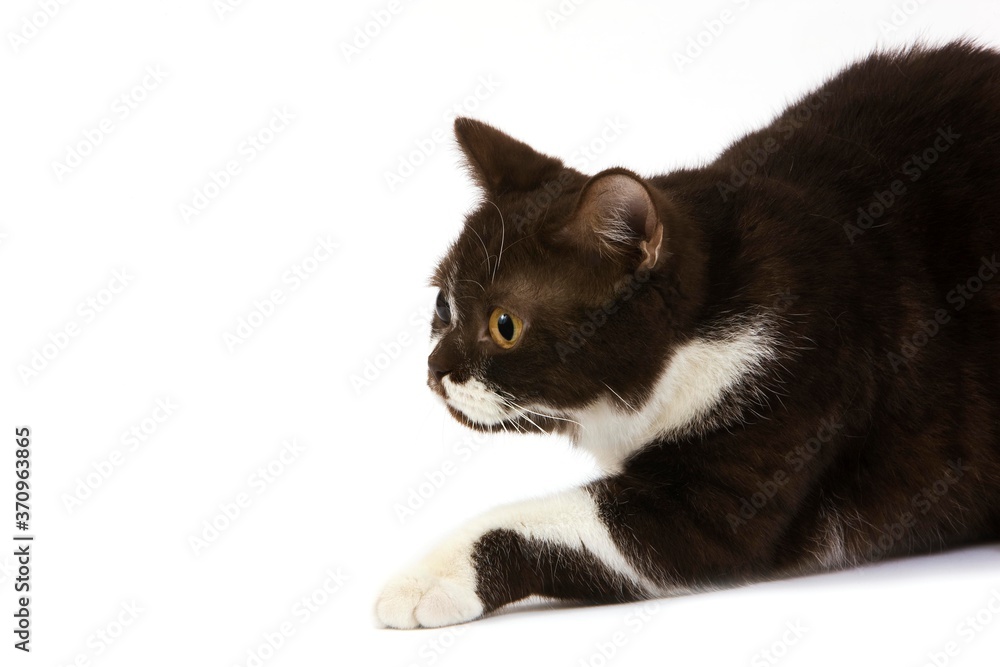 Chocolate and White British Shorthair Domestic Cat, Female laying against White Background Chocolate and White British Shorthair Domestic Cat, Female laying against White Background