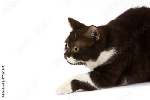 Chocolate and White British Shorthair Domestic Cat, Female laying against White Background