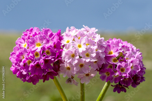 Drumstick primula (Primula denticulata) flowering in a spring garden