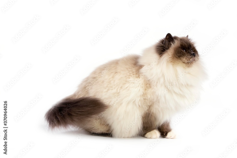 Blue Birmanese Domestic Cat, Adult sitting against White Background Blue Birmanese Domestic Cat, Adult sitting against White Background