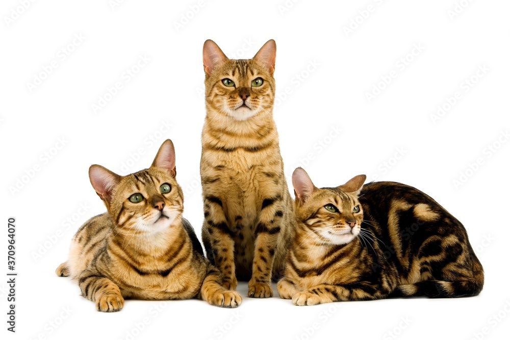 Brown Spotted Tabby and Brown Marbled Tabby Bengal Domestic Cat, Adults standing against White Background