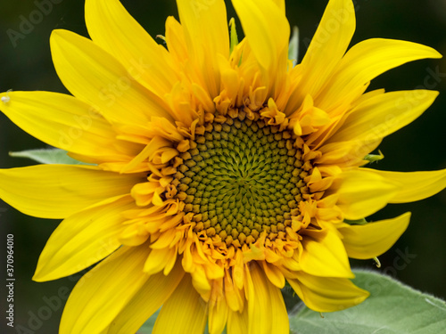 decorative sunflower close-up on a dark background.