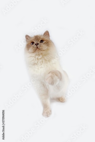 Fototapeta Naklejka Na Ścianę i Meble -  Lilac Birmanese Domestic Cat, Adult sitting against White Background