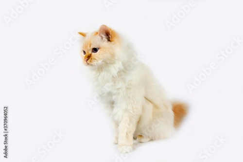 Red Birmanese Domestic Cat, Adult sitting against White Background