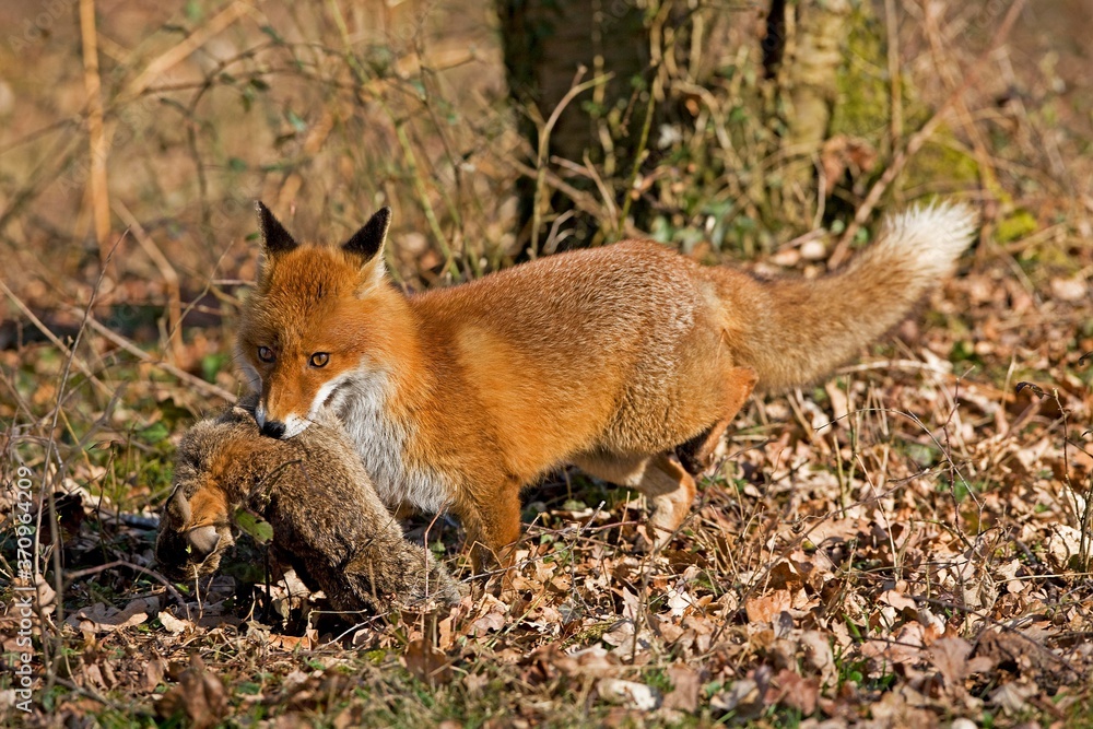 Red Fox, vulpes vulpes, Male hunting Wild Rabbit, Normandy Red Fox, vulpes vulpes, Male hunting Wild Rabbit, Normandy