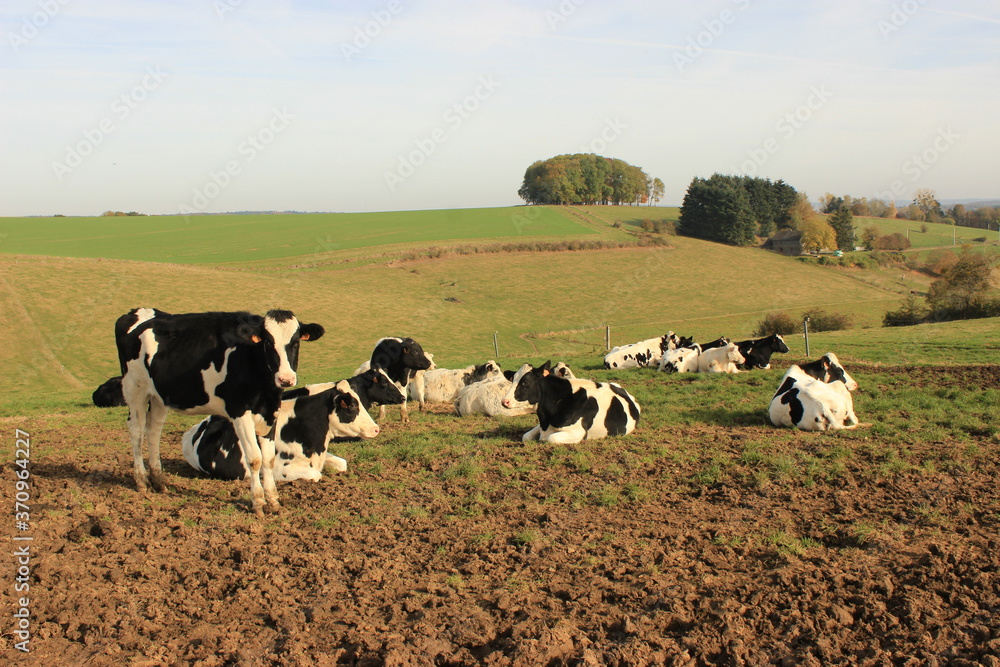 Landscape of meadow with group of cows