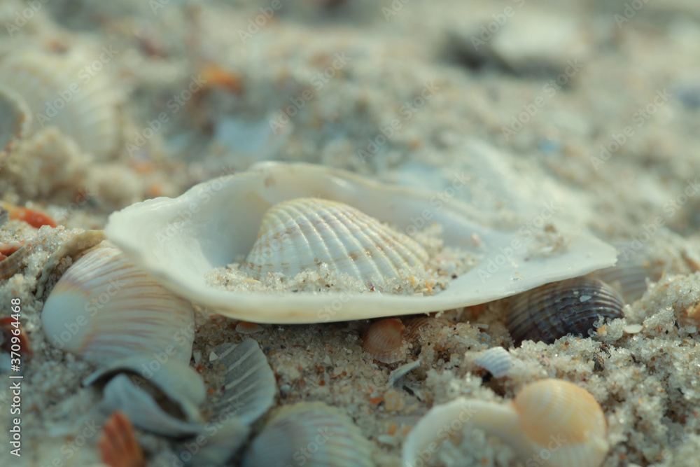 Seashells on the sea sand macro Seashells on the sea sand macro