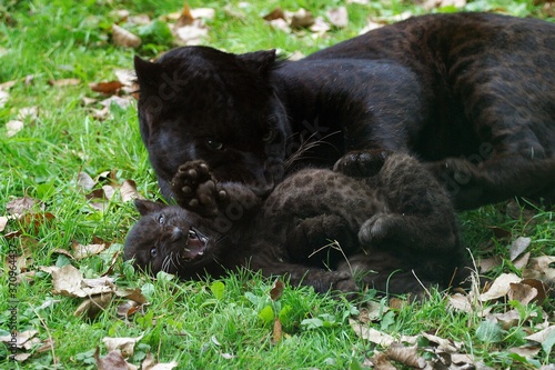 Black Panther  panthera pardus  Mother with Cub laying on Grass