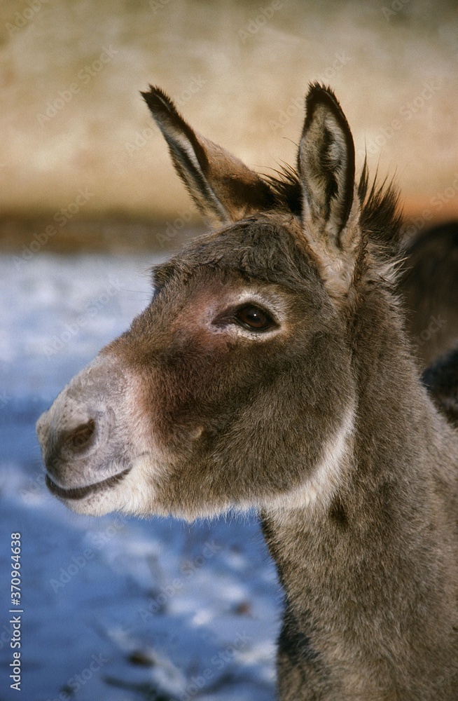 Obraz premium Asiatic Wild Ass or Onager, equus hemionus, Portrait of Adult