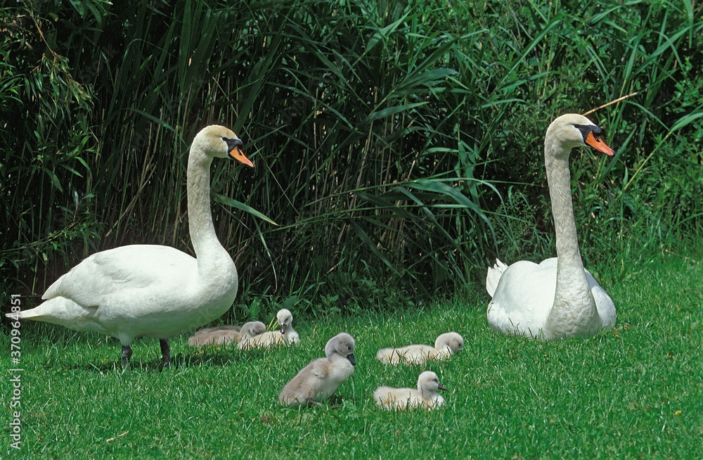 Mute Swan, cygnus olor, Male with Female and Chicks standing on Grass Mute Swan, cygnus olor, Male with Female and Chicks standing on Grass