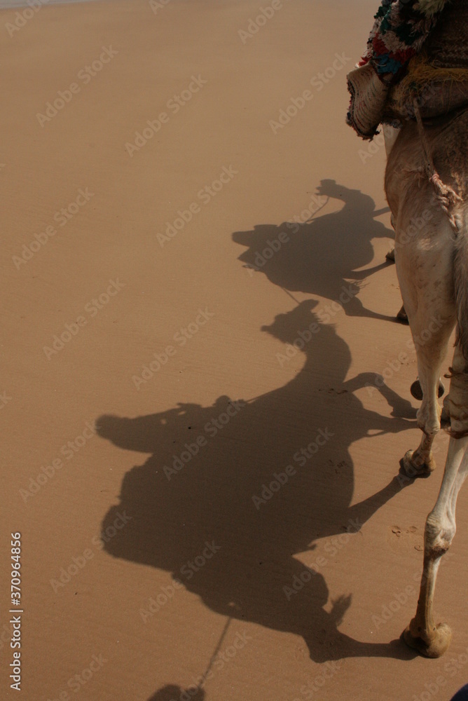 Naklejka premium Camel shade on sandy desert