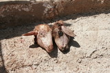 tow heads of sheep in a local market in Morocco