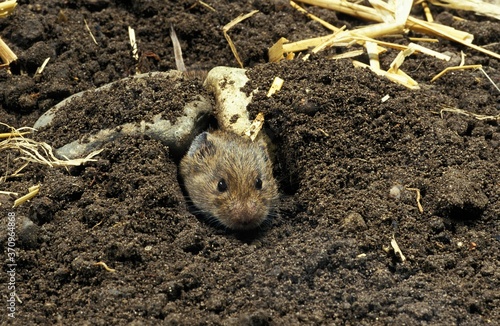 Common Vole, microtus arvalis, Head of Adult emerging from Tunnel