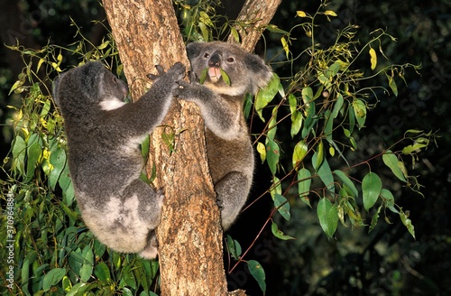 Photography Koala, phascolarctos cinereus, Adults hanging from Branch, Australia