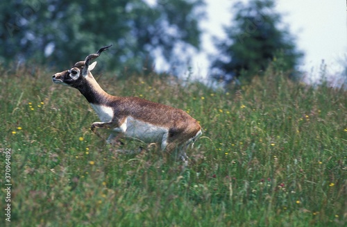 Photography Blackbuck Antilope, antilope cervicapra, Male standing in Long Grass