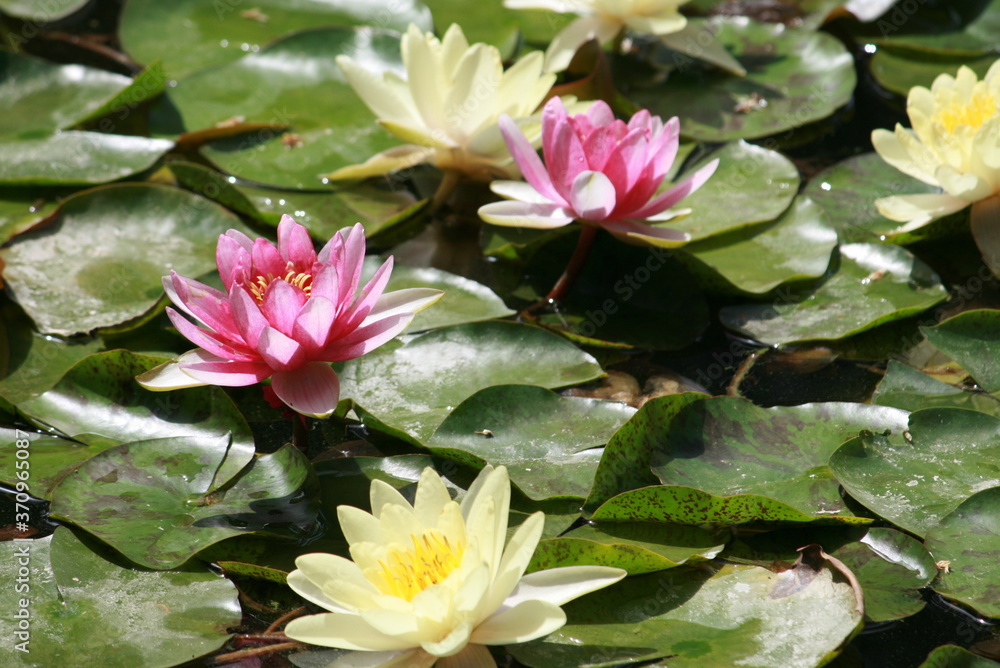 pink and yellow nenuphar flowers lotus pink and yellow nenuphar flowers lotus