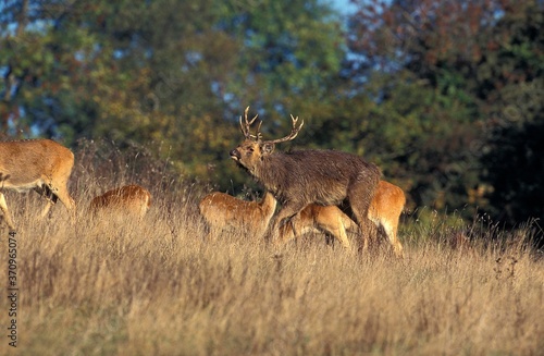 Barasingha Deer or Swamp Deer  cervus duvauceli  Male with Females