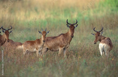 Hartebeest, alcelaphus buselaphus, Herd standing in Savanna, Masai Mara Park, Kenya photo