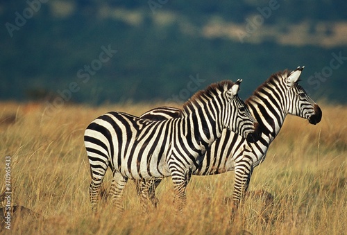 Burchell's Zebra, equus burchelli, Adults in Savanna, Kenya