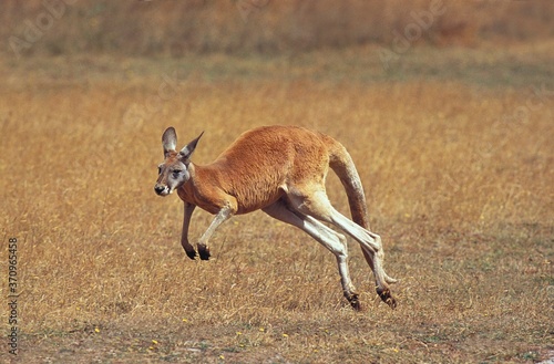 Photos Red Kangaroo, macropus rufus, Adult running, Australia