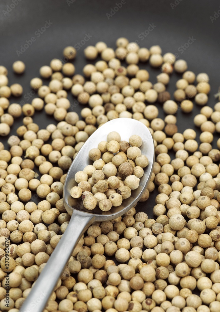 White Peppercorn, piper nigrum, Berries in a Spoon White Peppercorn, piper nigrum, Berries in a Spoon