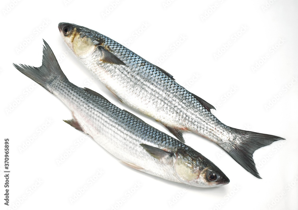 Mullet, chelon labrosus, Fresh Fishes against White Background Mullet, chelon labrosus, Fresh Fishes against White Background