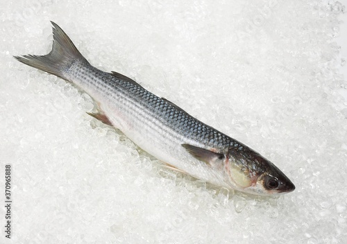 Mullet, chelon labrosus, Fresh Fish on Ice photo