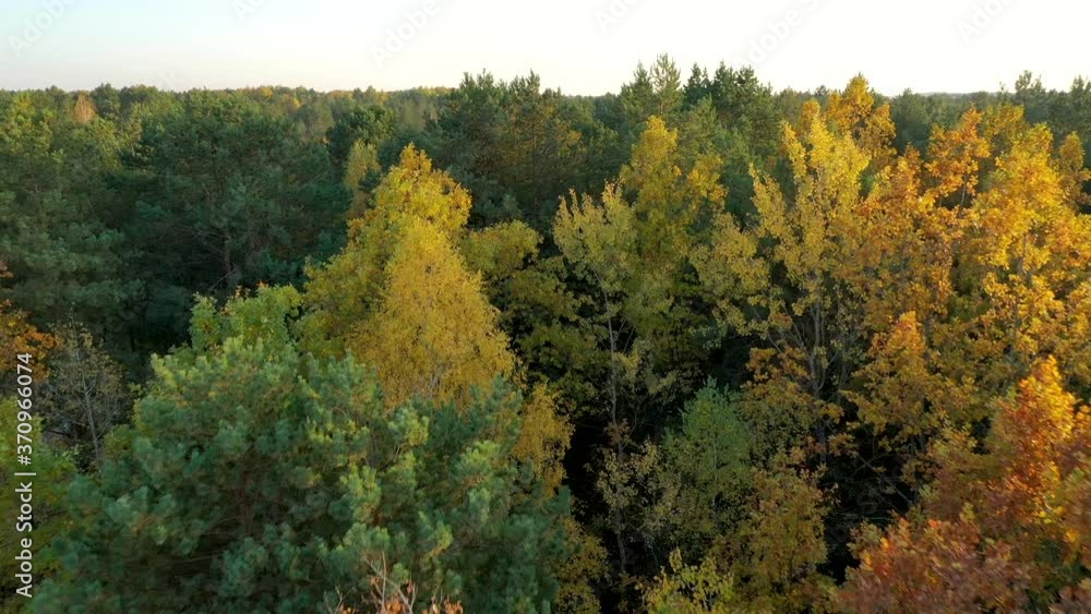 Drone Flies on the Autumn Forest. Golden tree leaves. Nature concept Drone Flies on the Autumn Forest. Golden tree leaves. Nature concept