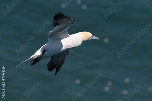 Flying gannet over the sea