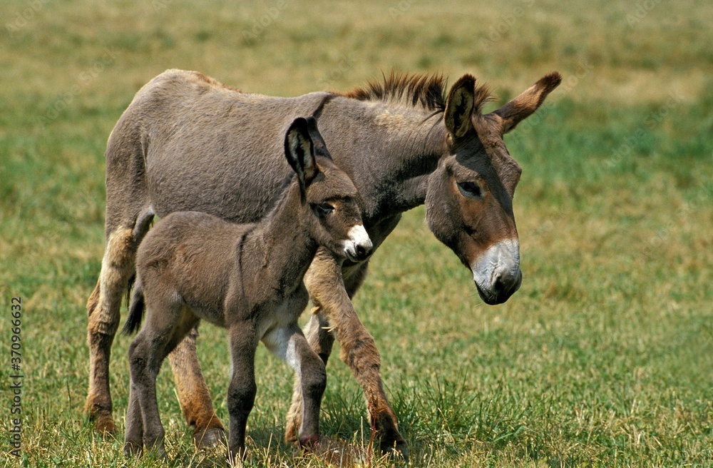 Grey Donkey, a French Breed, Mare with Foal Grey Donkey, a French Breed, Mare with Foal