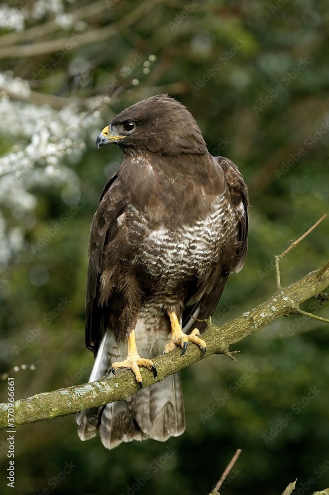 Common Buzzard, buteo buteo, Adult standing on Branch, Normandy Common Buzzard, buteo buteo, Adult standing on Branch, Normandy