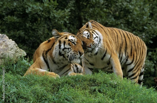 Siberian Tiger  panthera tigris altaica  Pair