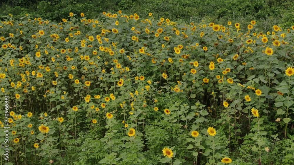 夏のひまわり畑を空撮したものです 夏のひまわり畑を空撮したものです