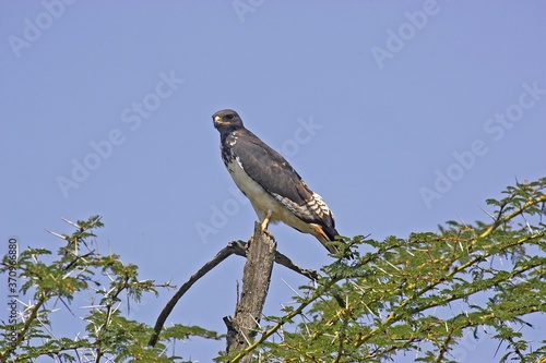 Augur Buzzard, buteo augur, Adult standing on Top of Acacia Tree, Kenya