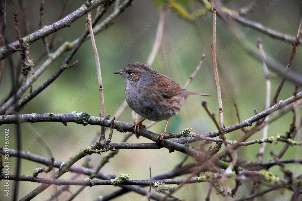 Dunnock, prunella modularis, Adult standing on Branch, Normandy Dunnock, prunella modularis, Adult standing on Branch, Normandy