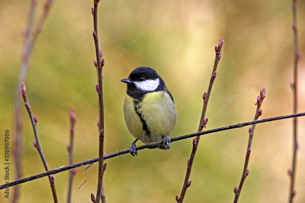 Great Tit, parus major, Female standing on Branch, Normandy