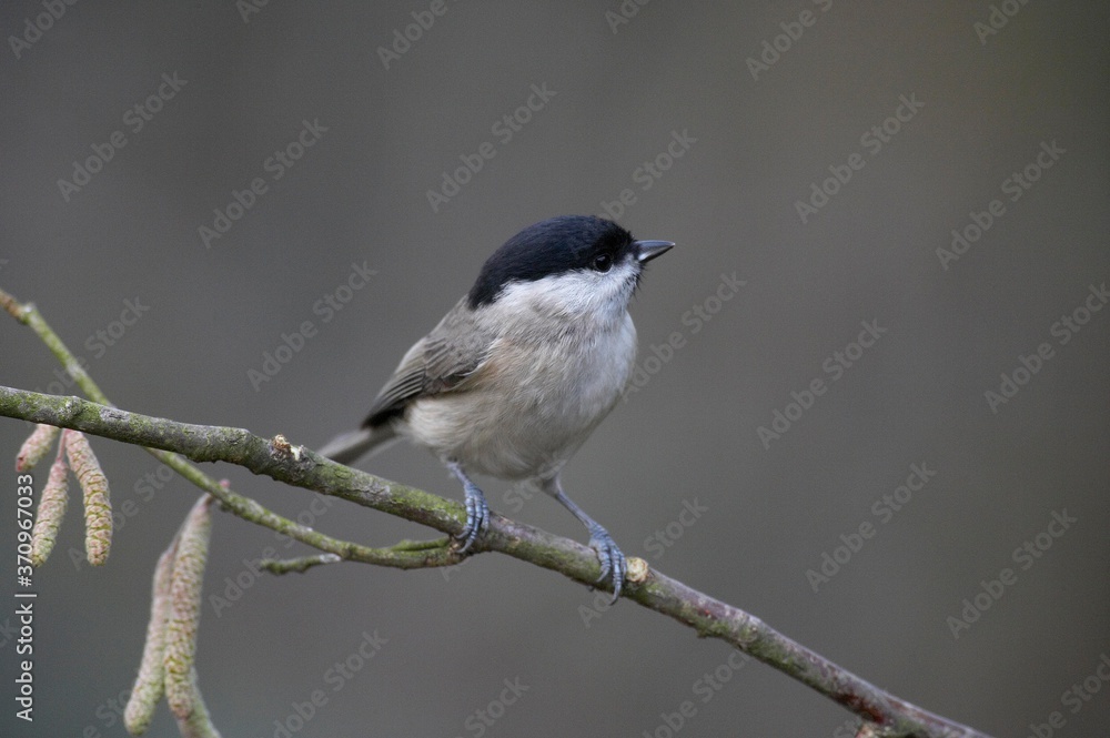 Marsh Tit, parus palustris, Adult standing on Branch, Normandy Marsh Tit, parus palustris, Adult standing on Branch, Normandy