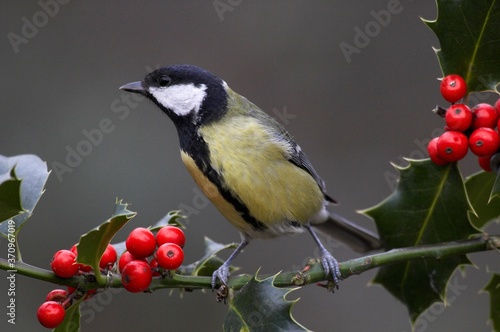 Great Tit, parus major, Male standing on Holly's Branch, Normandy