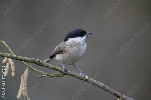 Marsh Tit, parus palustris, Adult standing on Branch, Normandy