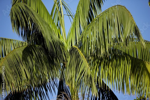 Moriche Plam, mauritia flexuosa, Trees producing Heart of Palm, Irinoco Delta in Venezuela photo