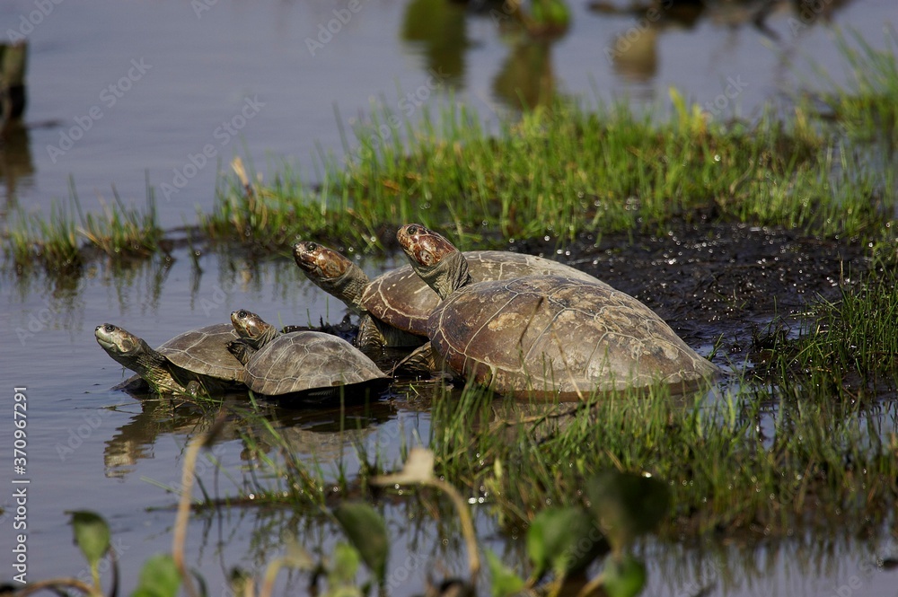 Fototapeta premium Side-Necked Turtle, podocnemis vogli, Group standing in Swamp, Los Lianos in Venezuela