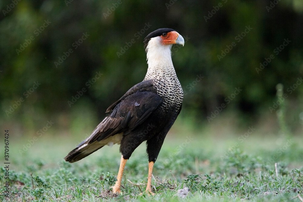 Fototapeta premium Crested Caracara, caracara cheriway, Adult standing on Grass, Los Lianos in Venezuela