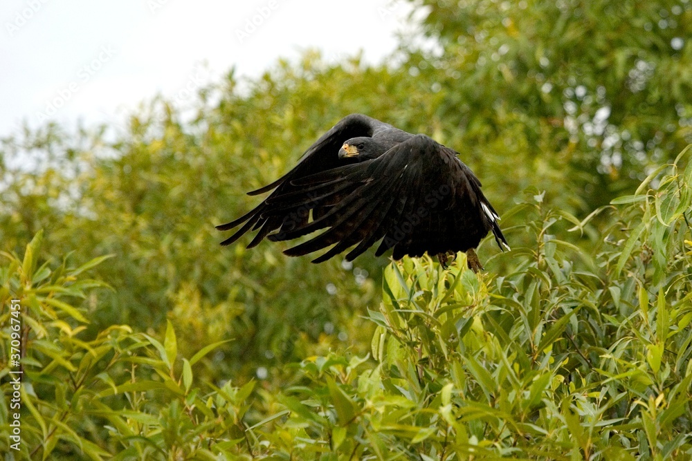 Fototapeta premium Great Black Hawk, buteogallus urubitinga, Adult in Flight, Los Lianos in Venezuela