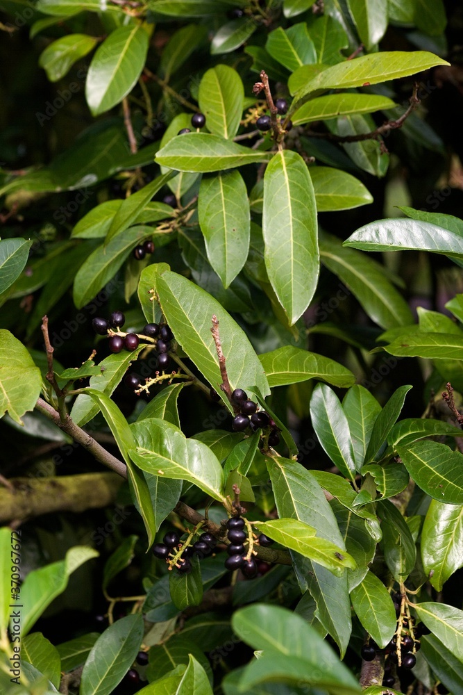 Cherry Laurel or Laurel Cherry, prunus laurocerasus, Tree in Normandy Cherry Laurel or Laurel Cherry, prunus laurocerasus, Tree in Normandy
