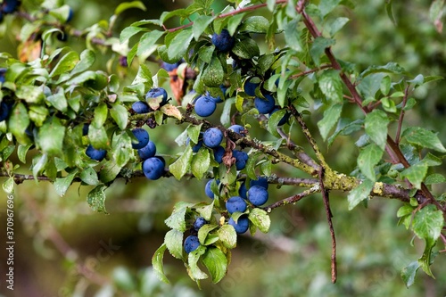 Blackthorn or Sloe GTree, prunus spinosa, Branch with Fruits, Normandy