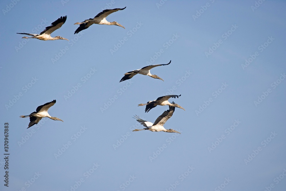 Wood Stork, mycteria americana, Group in Flight, Los Lianos in Venezuela Wood Stork, mycteria americana, Group in Flight, Los Lianos in Venezuela
